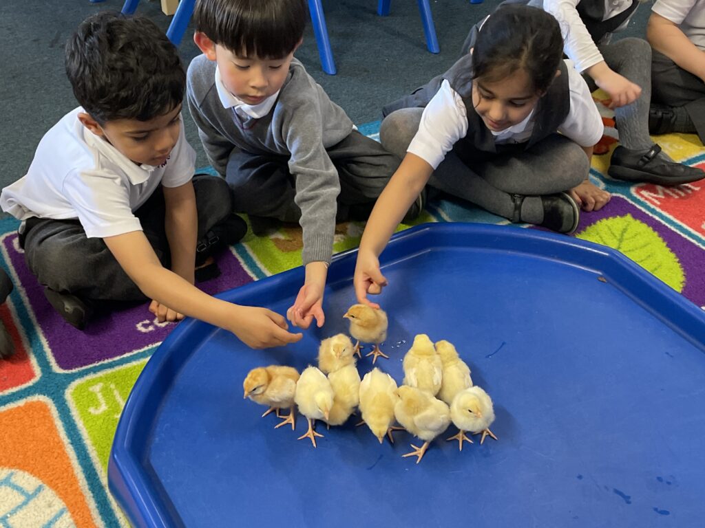 students looking at chicks