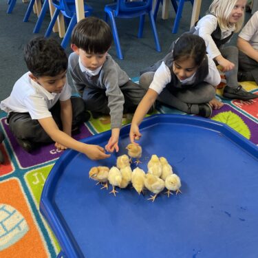 students looking at chicks
