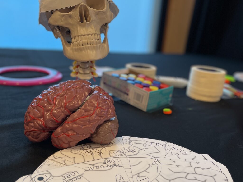 Models of a skull and a brain, as well as a diagram of the various sections of the brain