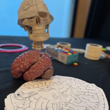 Models of a skull and a brain, as well as a diagram of the various sections of the brain
