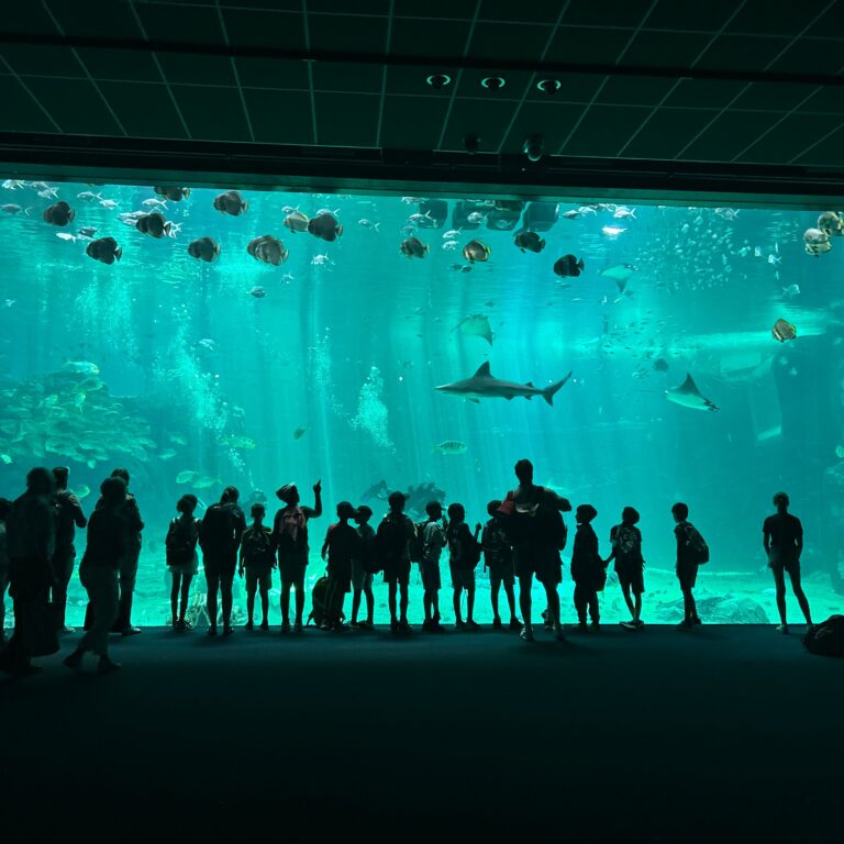 Watching a shark in the aquarium on the French trip